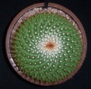 cactus11_17